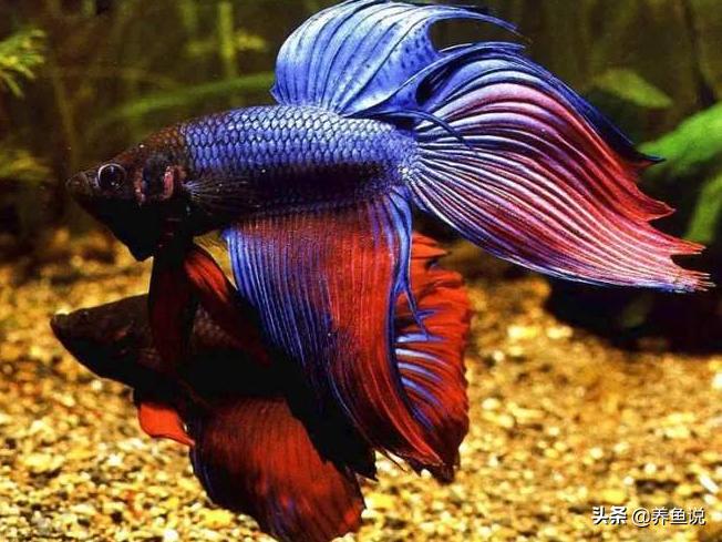 如何挑选好的观赏鱼,关于如何挑选观赏鱼