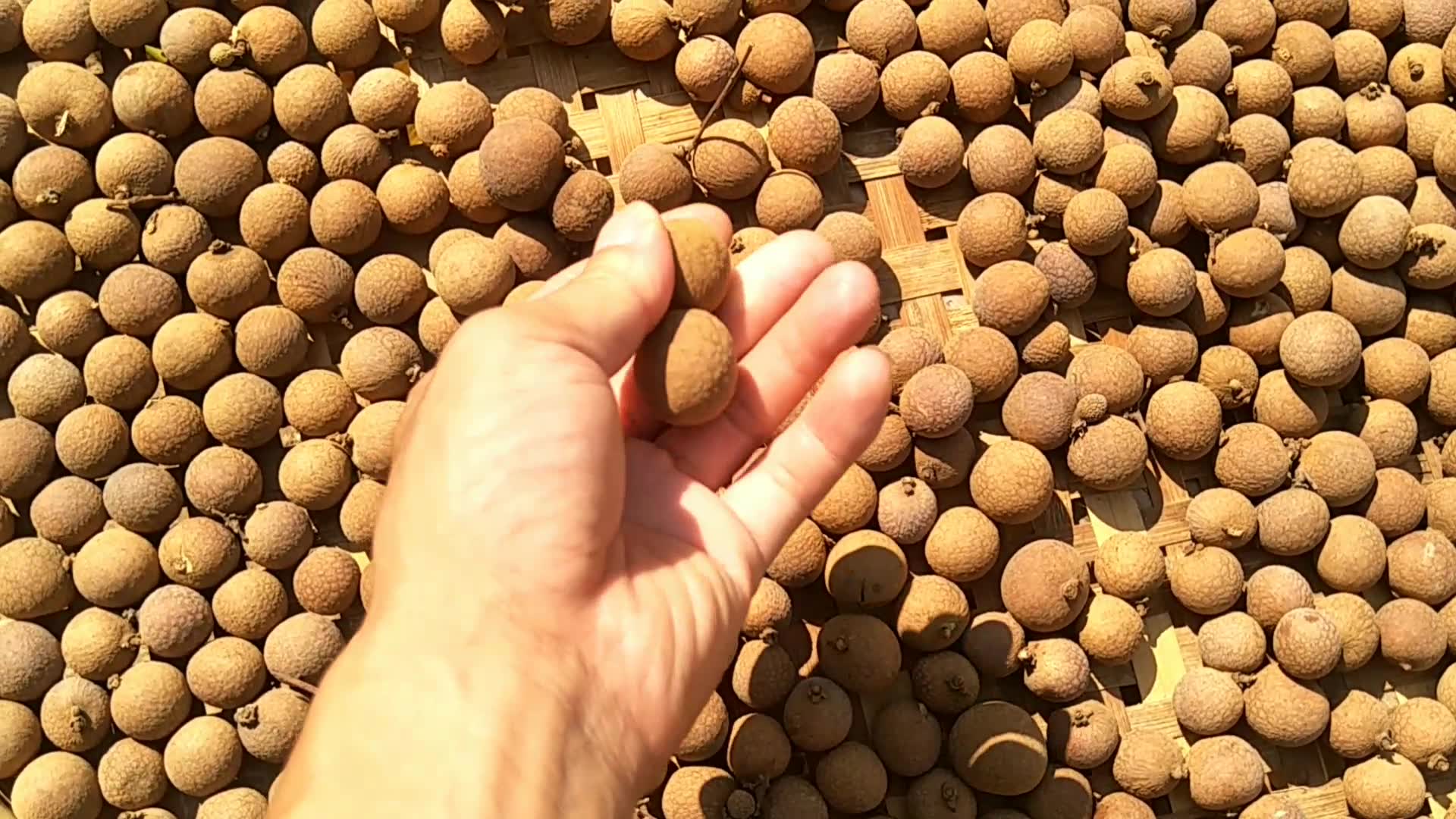 晒龙眼干没太阳咋办?教你2招实用技巧,即便下雨龙眼也不发霉