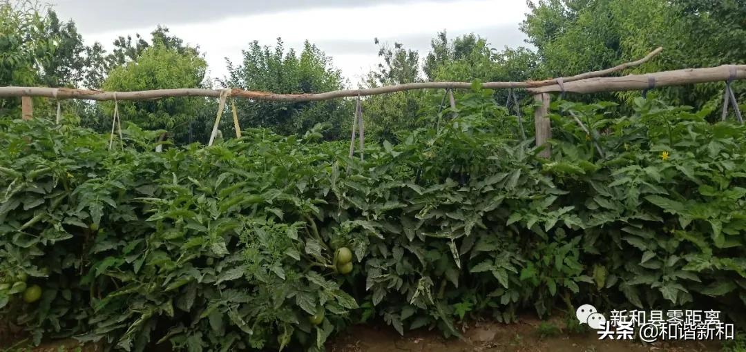 宸惧讣鑷村瘜鑳芥墜涓撻鎶ラ亾,鍐滄潙鍕ゅ姵鑷村瘜鑳芥墜