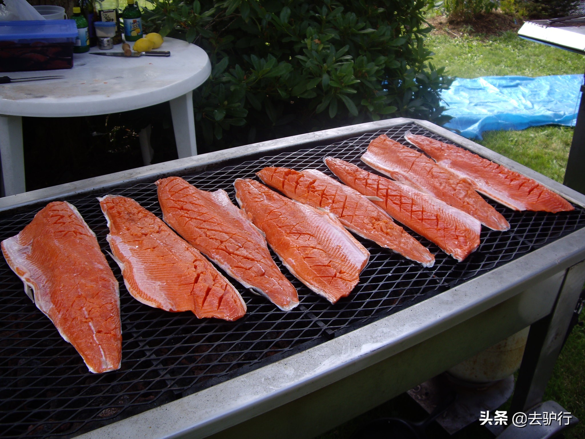 挪威三文鱼大规模养殖,挪威三文鱼养殖一年赚多少钱