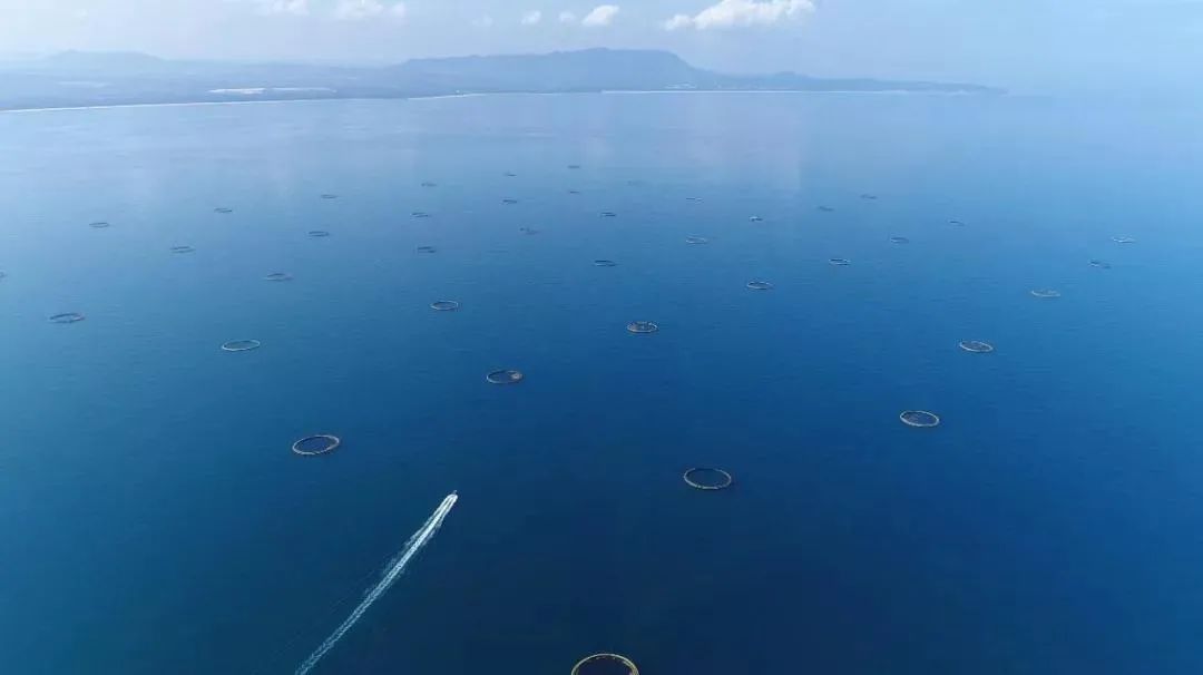 仅靠“两条鱼”，这位潮商白手起家缔造出二十亿年产值的渔业王国