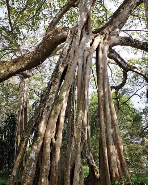 云南瑞丽旅游必去的6个景点,云南瑞丽游玩景点攻略