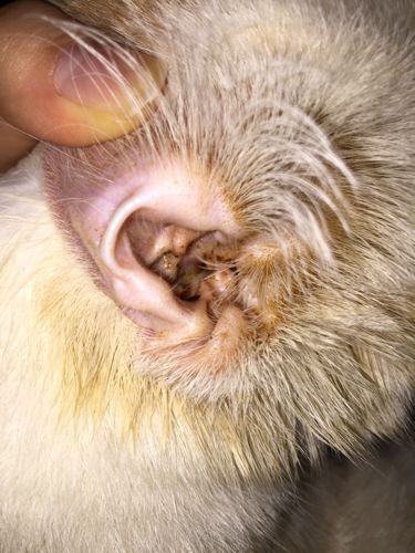 猫身上的猫癣用了药还具传染性吗,猫咪得了猫癣20天了还有传染性吗