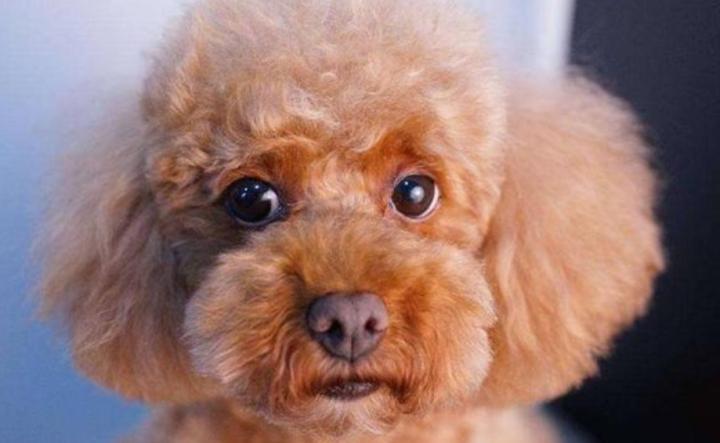 泰迪狗狗眼睛分泌物多怎么回事,泰迪狗狗眼睛里有好多白色糊状物