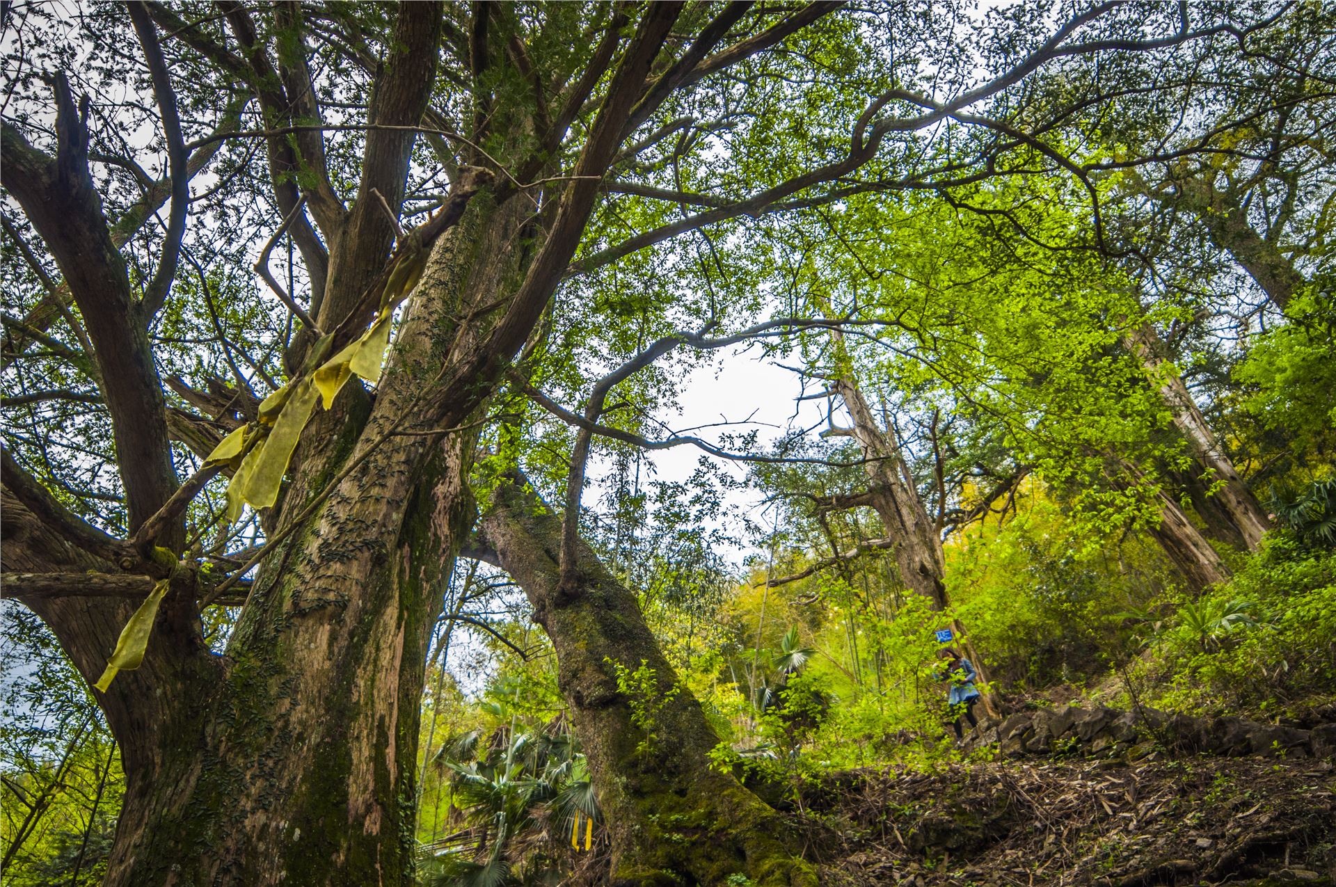丹山赤水的老柿林景区,丹山赤水柿林古村
