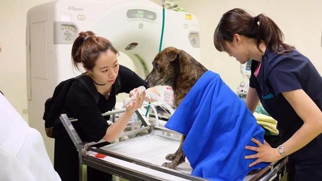 狗狗癌症晚期症状及治疗,狗狗癌症主人选择安乐死