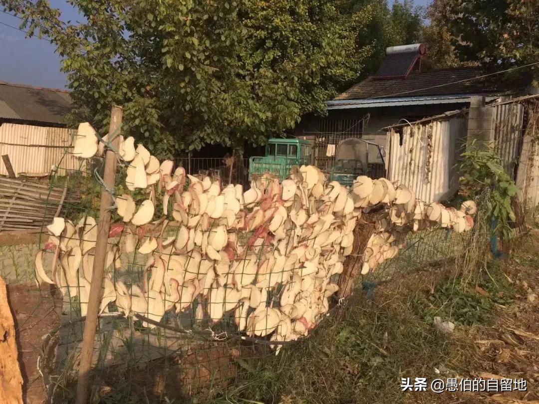 霜降后的早晨农村,霜降以后的果园