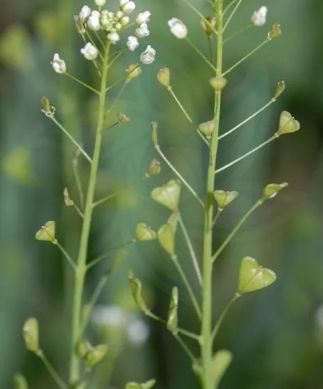 农村常见的“荠菜”是一种什么样的植物