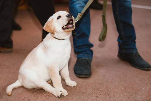 拉布拉多犬身上跳蚤多咋办,小拉布拉多犬身上有跳蚤怎么办