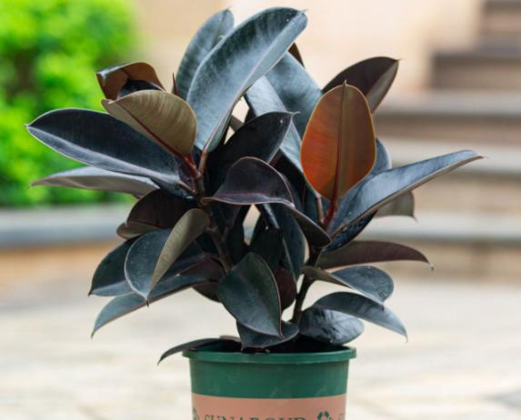 橡皮树浇水过多落叶怎么办,橡皮树施肥过多叶子枯萎怎么补救