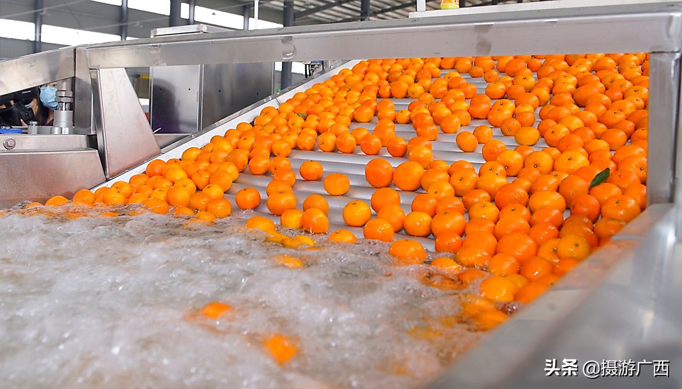 沃柑广西沃柑超甜,广西全州沃柑最新消息