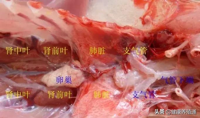 家禽与家禽解剖的不同点,家禽疾病诊断及解剖步骤