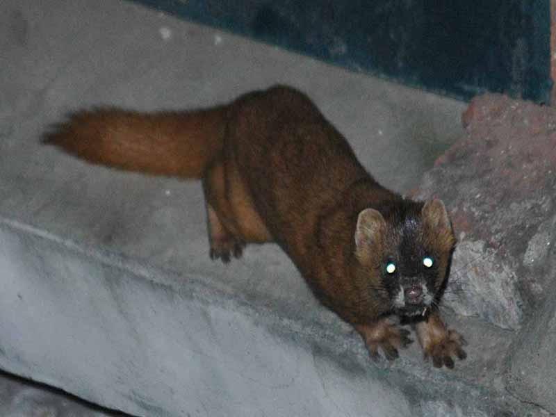 安徽一药店闯进黄鼠狼，民警惨遭臭屁攻击，黄鼠狼的屁有害吗？