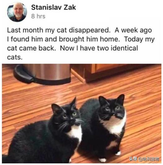 铲屎官的真相,铲屎官养了四只一模一样的猫