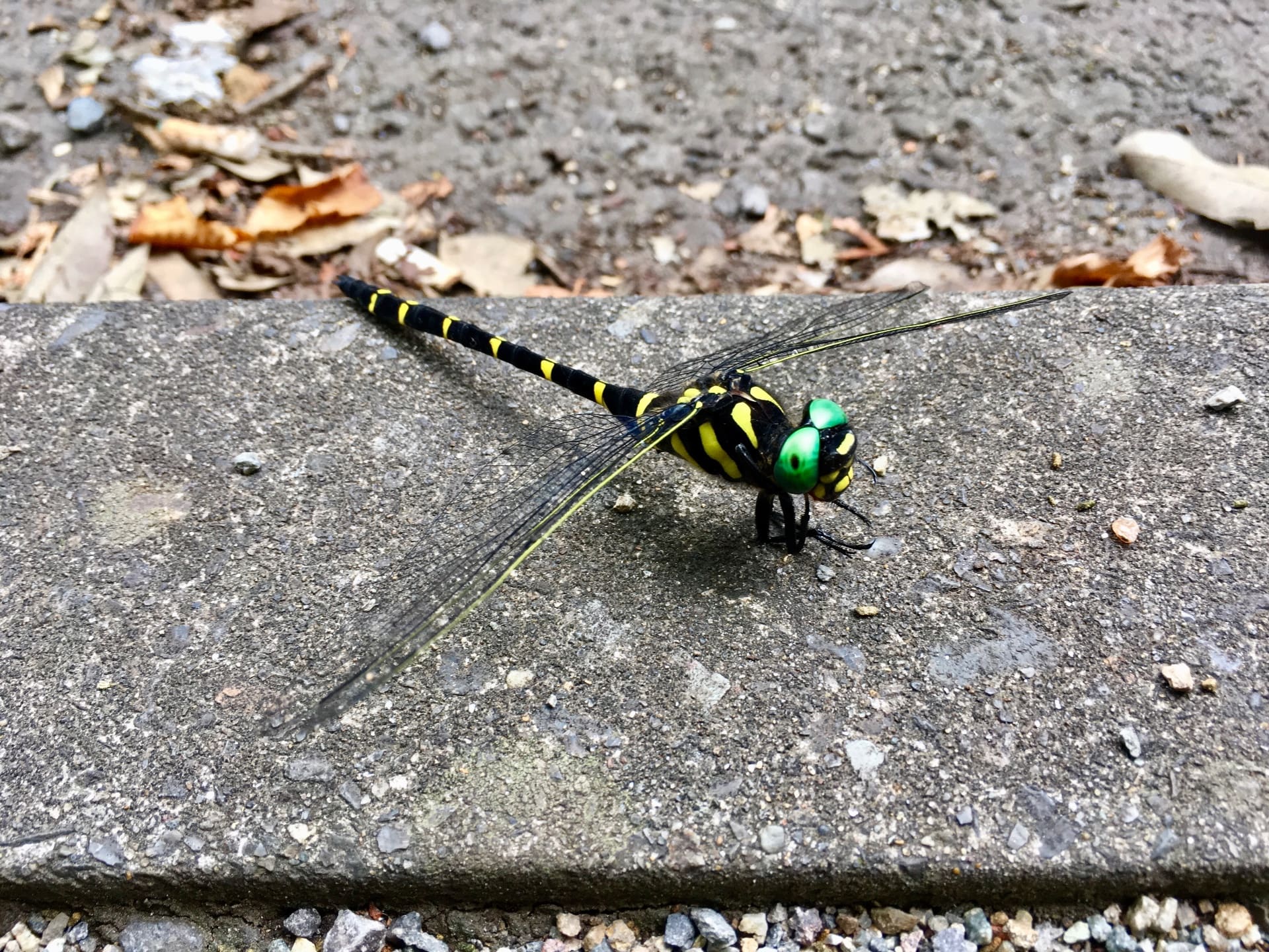 世界上最大的蜻蜓长什么样,有史以来世界上最大的蜻蜓