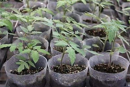 西红柿移栽后秧苗不长叶片萎蔫,西红柿移栽后叶子不伸展