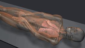 棺材木乃伊套装,黄金面具木乃伊