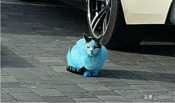 养猫问题解答视频教程,养猫问题解答