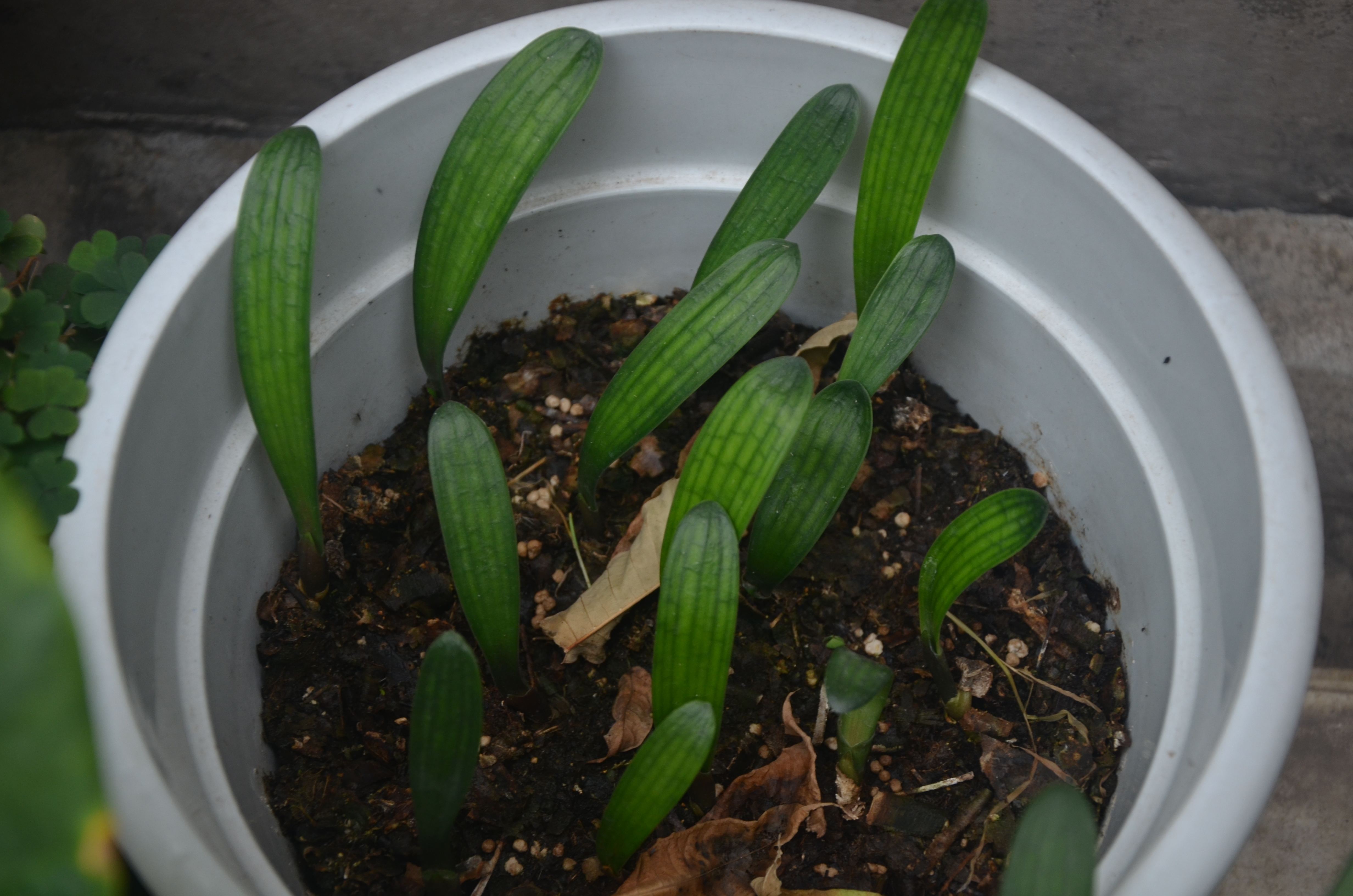 君子兰种子发小芽后怎么处理,君子兰长种子后怎么处理