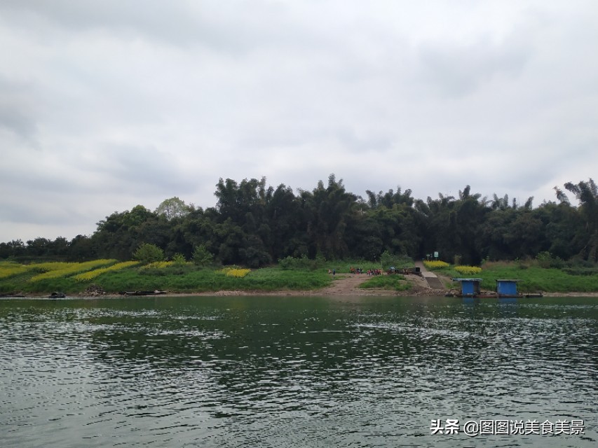 重庆江津中坝岛正宗甘蔗红糖,甘蔗中坝岛视频