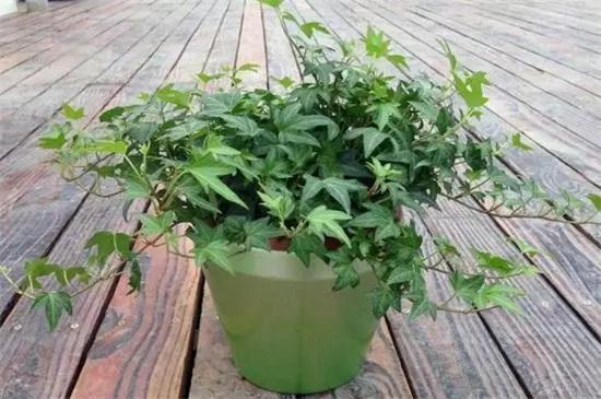 室内放什么植物净化空气最好，十大强力净化空气的植物