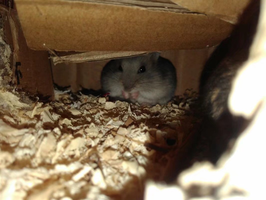 养仓鼠的注意事项和禁忌,养熊类仓鼠的注意事项