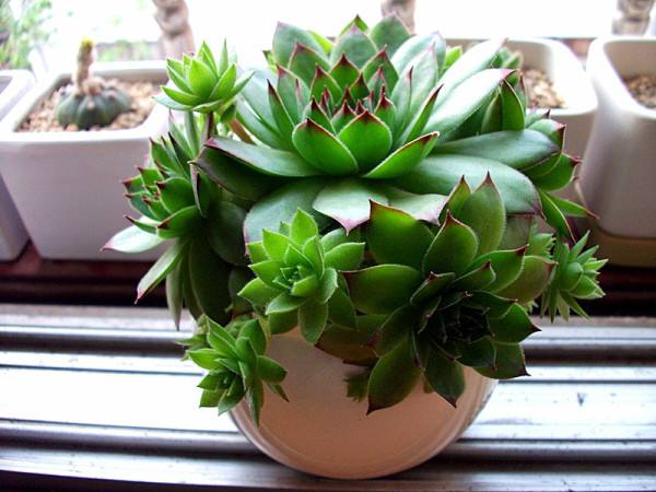 养莲注意事项,观音莲怎么修剪长出新叶