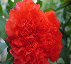 石榴优良品种牡丹石榴,喜欢石榴是因为什么