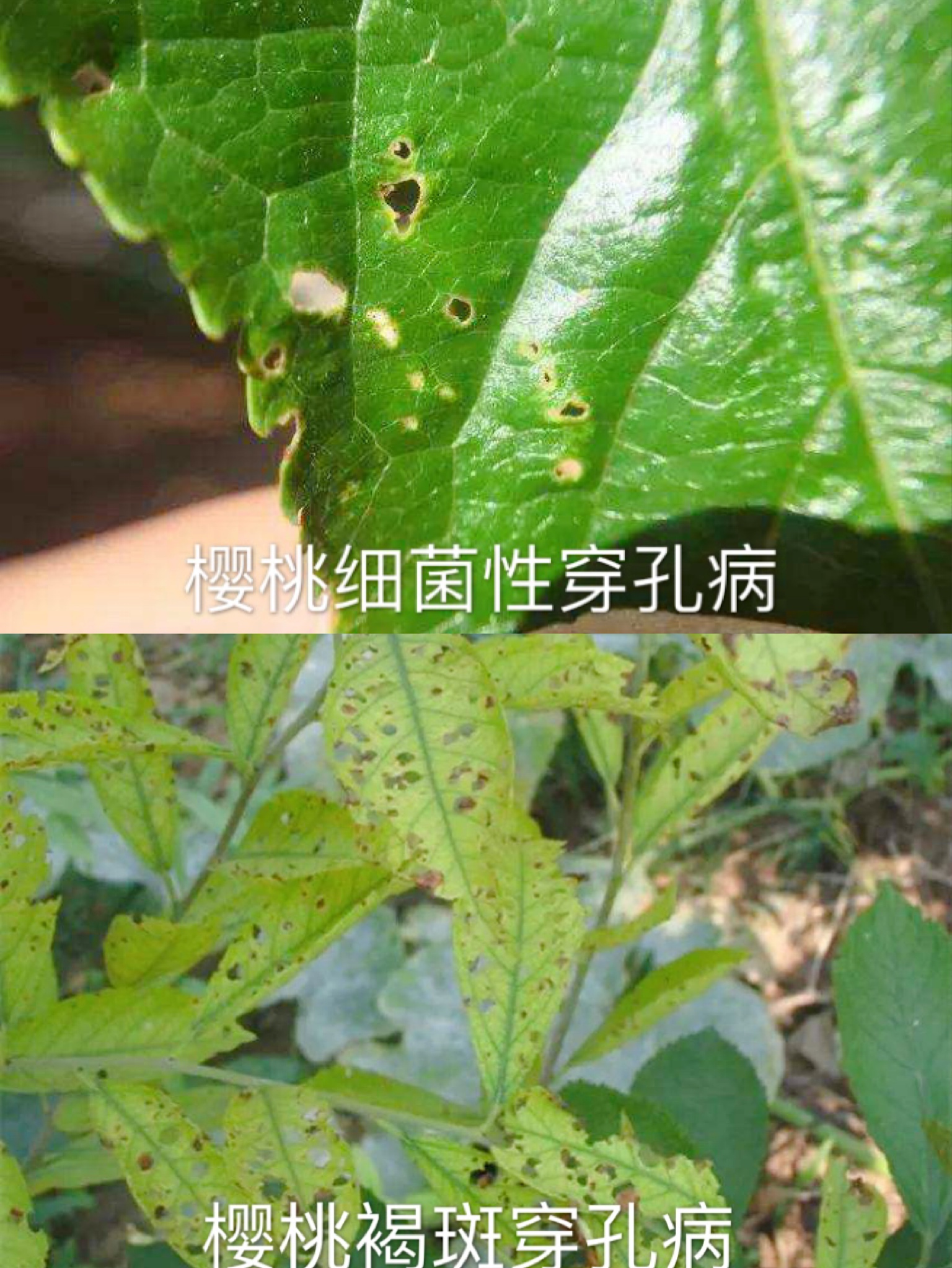 进入5月，高温天气樱桃树易发褐斑穿孔病，及时防治才能保丰产