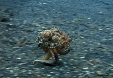 章鱼篇|青研社侦探带你揭秘：为什么章鱼比人类还聪明