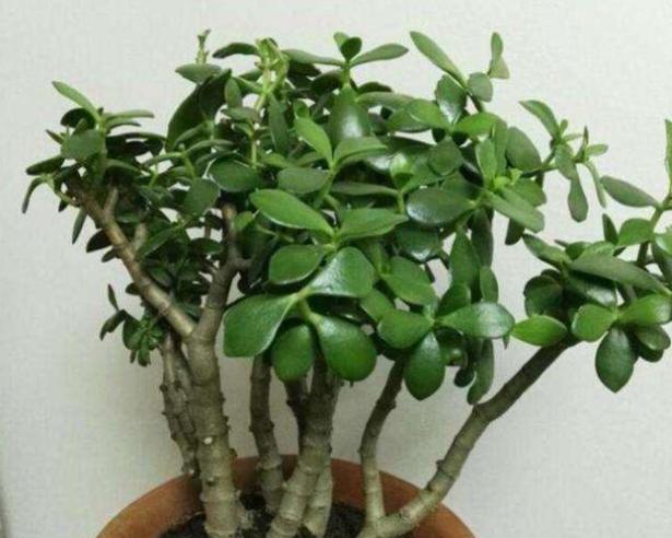 玉树土培转水培,玉树水培生根最佳方法