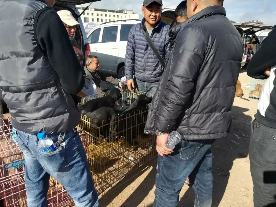 拉布拉多小狗狗市场有卖吗,狗市能买到纯拉布拉多吗
