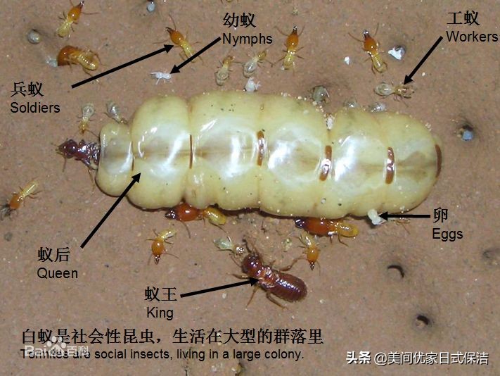 家居常见虫图片大全,家居虫类科普图文