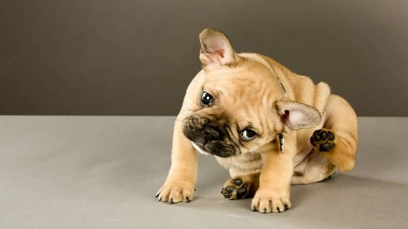 怎样预防狗狗皮肤病,狗狗预防皮肤病的药有哪些