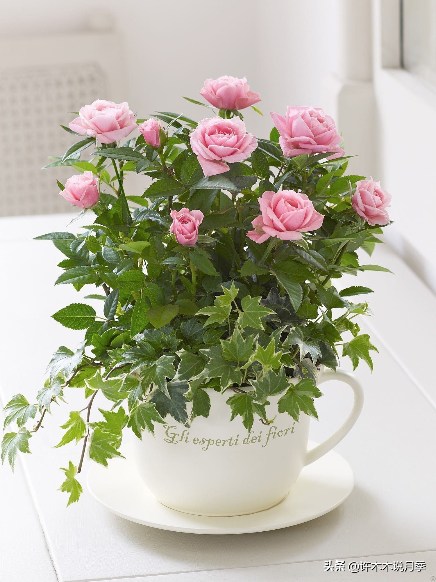 如何养月季花的技巧和施肥时间,月季怎么养开大花好看视频