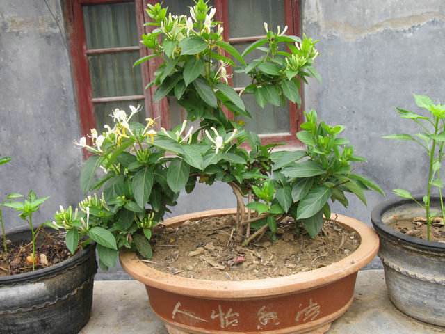 养金银花盆底要有洞吗,养金银花用多大盆