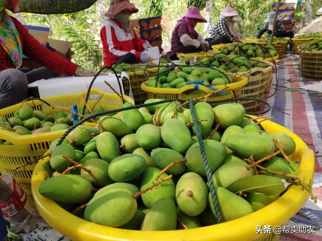 小台芒香甜滑嫩甜而不腻,台芒香甜多汁2.5斤