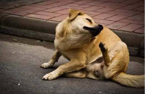 狗狗身上有跳蚤教你一招轻松去除,狗身上有跳蚤偏方