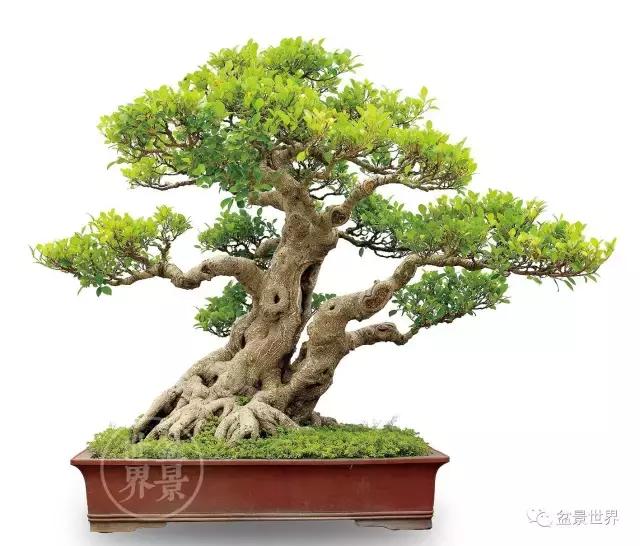 榕树罗汉松风水树,什么形状的榕树盆景好