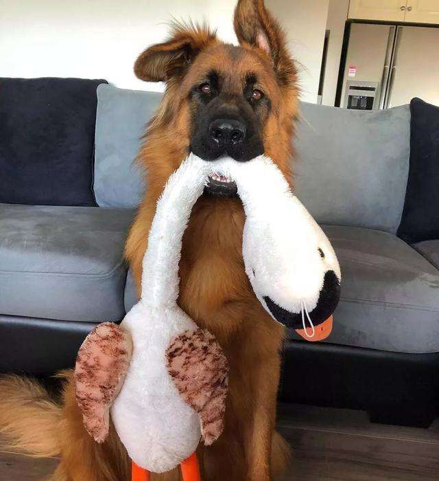 德牧小时候耳朵是不是竖起来的,德牧是最帅的狗