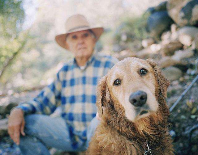 宠物狗老得不行了是什么征兆,如何判断老狗的健康状况
