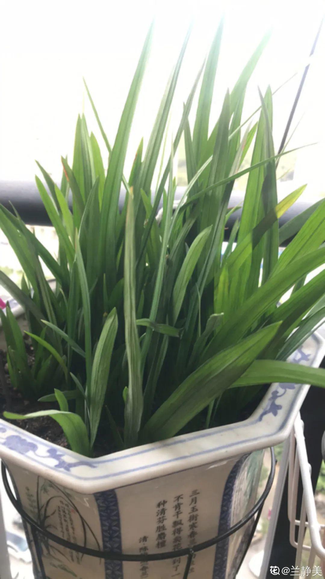 耐养的香水花,种室内香水花