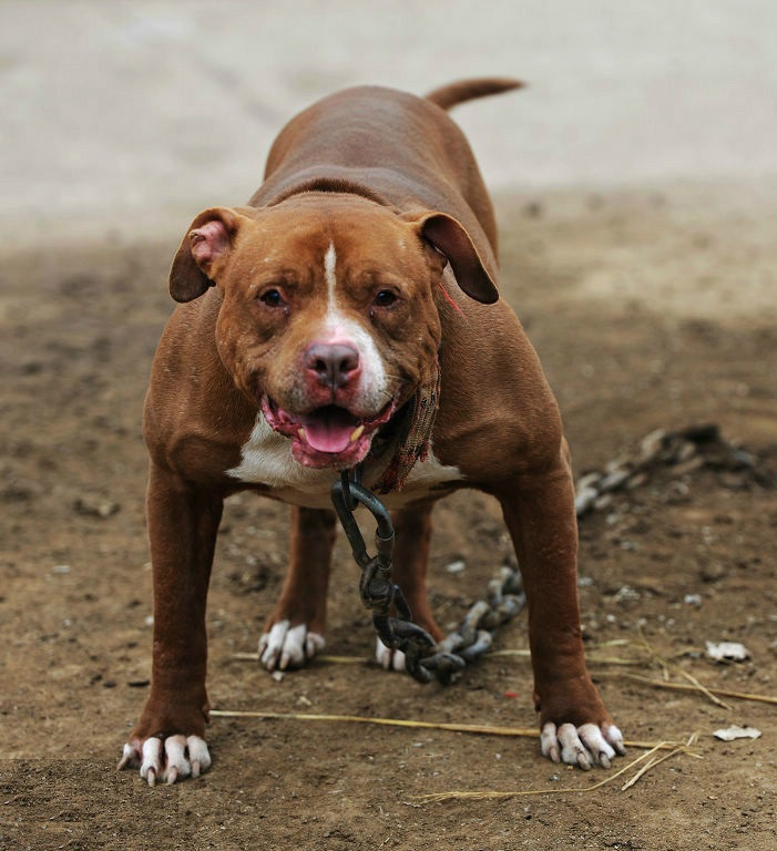 最忠诚的十种猛犬排行,国内的十大猛犬和国外猛犬的区别
