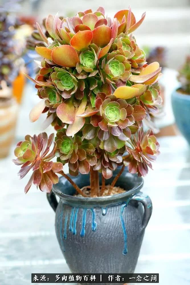 多肉牛群里的“七福神”（下）：男神篇！