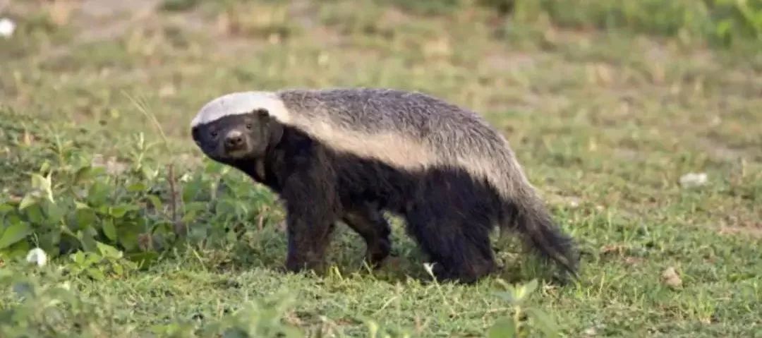 蜜獾吃毒蛇像吃辣条,蜜獾平头哥大战狮子