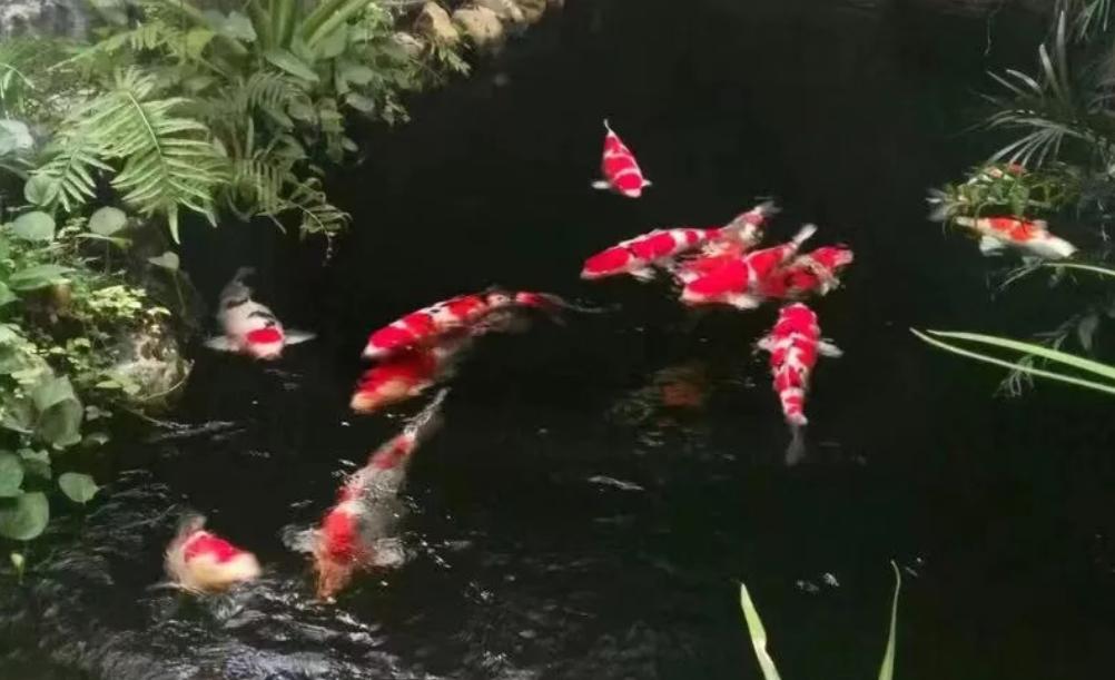 平!安!夜!关于硝化细菌最详细的贴子,需要你来点赞!