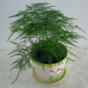 家庭养花有什么讲究的,家里养花会带来桃花运吗