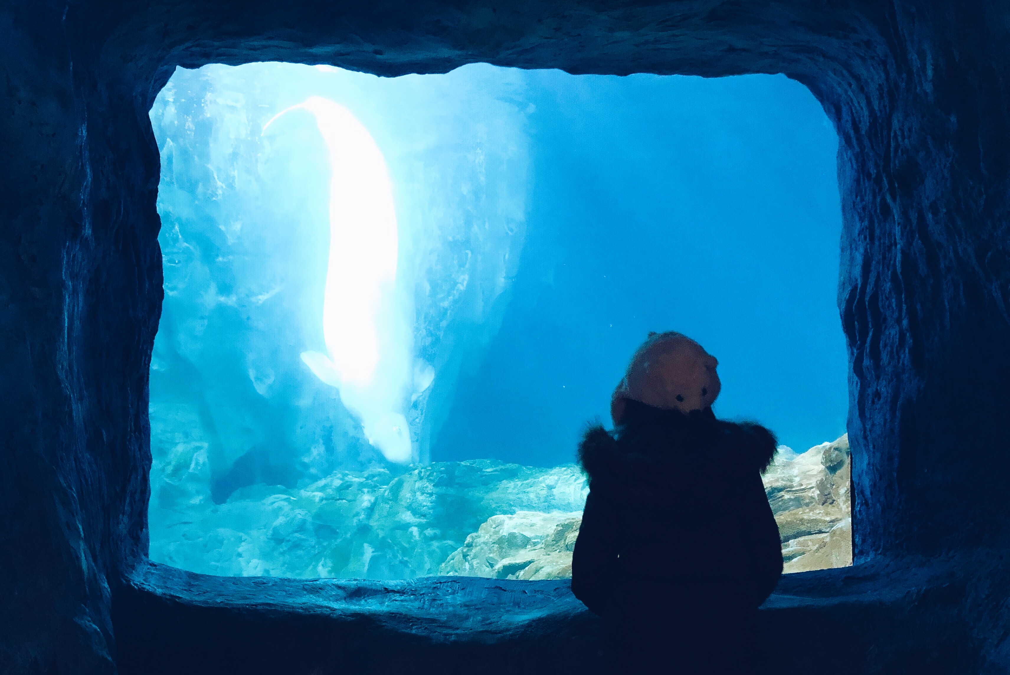 珠海长隆海洋王国吃住旅游攻略,最新珠海长隆海洋王国一日游攻略