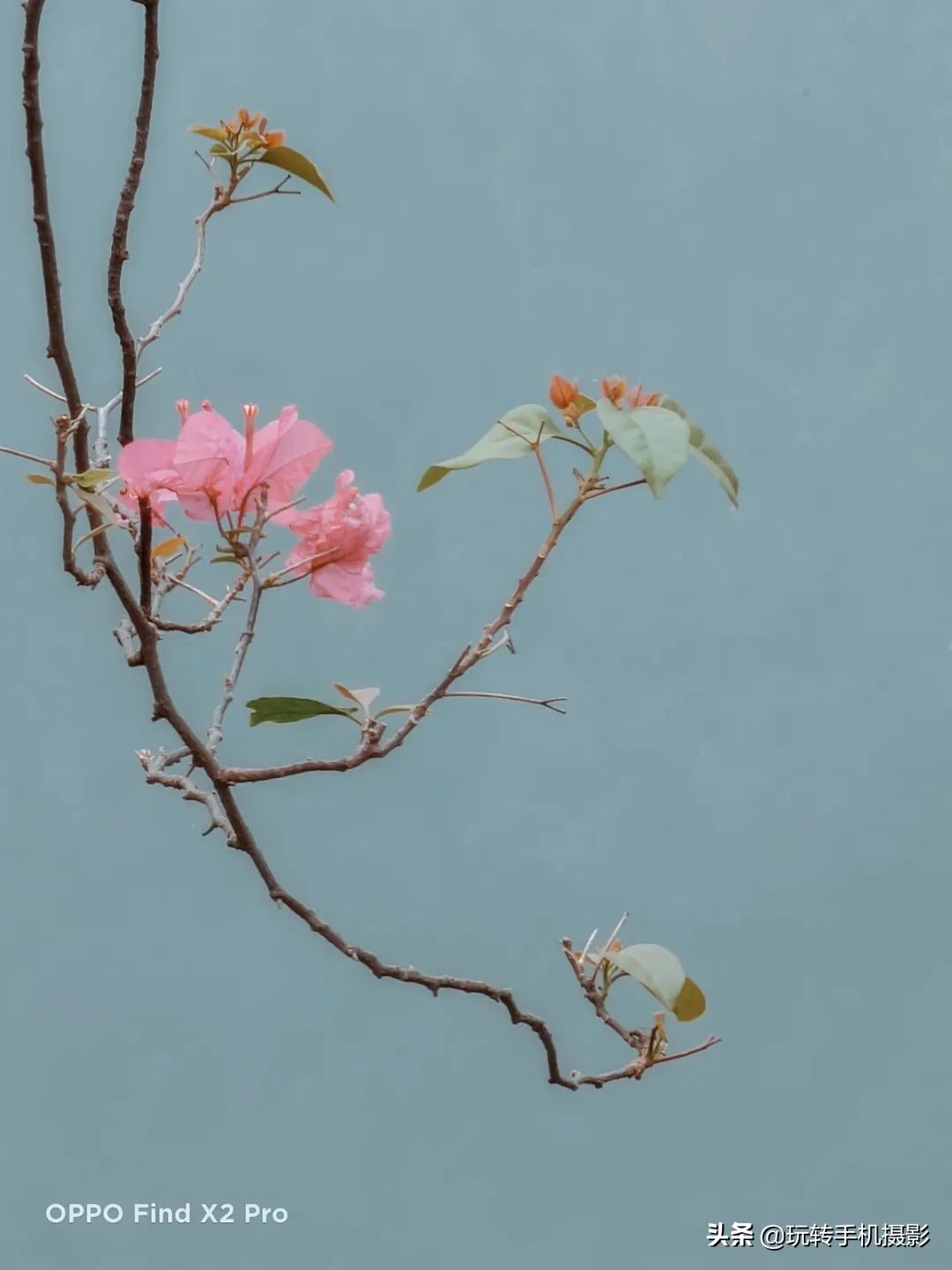 oppo拍照与苹果对比,哎哟不错哦周杰伦试听