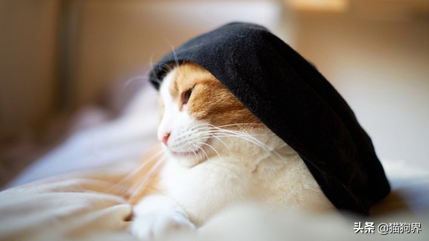 如果你想养猫一定要清楚这4件事,犹豫半个月了养猫还是不养猫